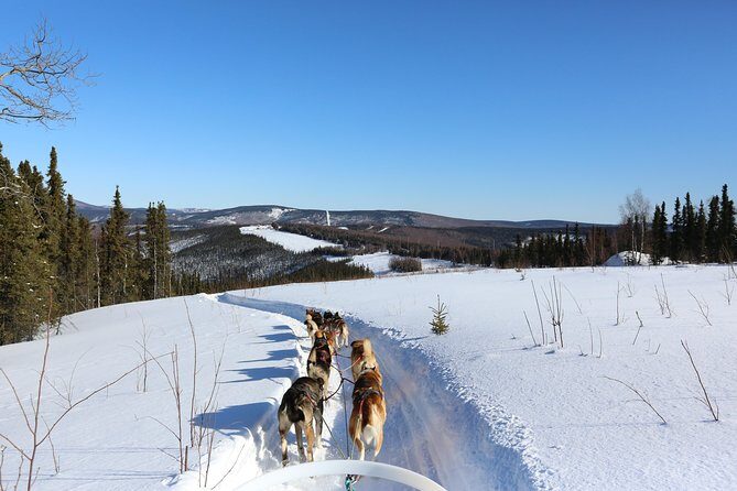 1-hr. Dog Sledding Tour in Fairbanks (without transportation) - A Detailed Look at the Fairbanks Dog Sledding Experience