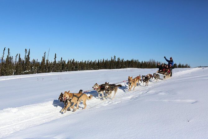 1-hr. Dog Sledding Tour in Fairbanks (without transportation) - Authentic, Fun, and Educational