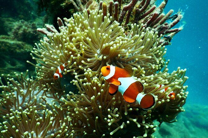 1 hr Reef Explorer in Port Vila harbour, Vanuatu - FAQ