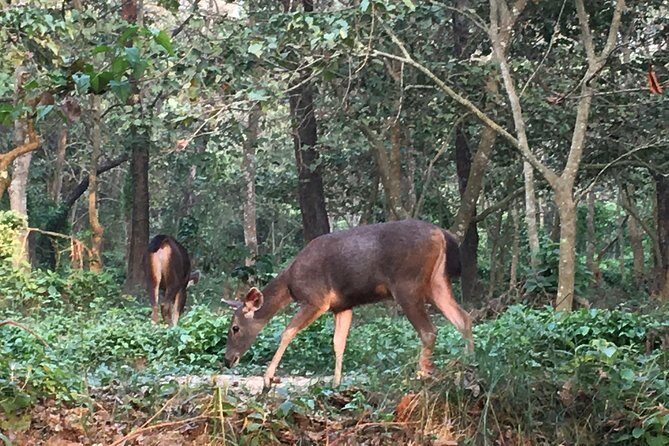 1 Night 2 Days Chitwan Jungle Safari Tour from Kathmandu - Real Traveler Insights