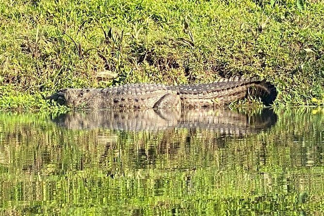 1 Night 2 Days Chitwan Jungle Safari Tour from Pokhara - Introduction