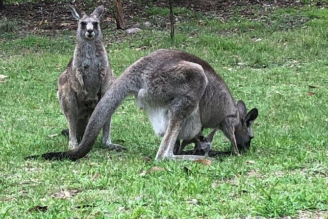 #1 Private Blue Mountains Tour by authentic story telling locals - Final Thoughts