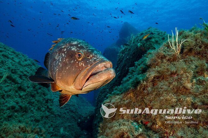 1 single dive in the Capo Carbonara marine protected area. For patented. - Introduction