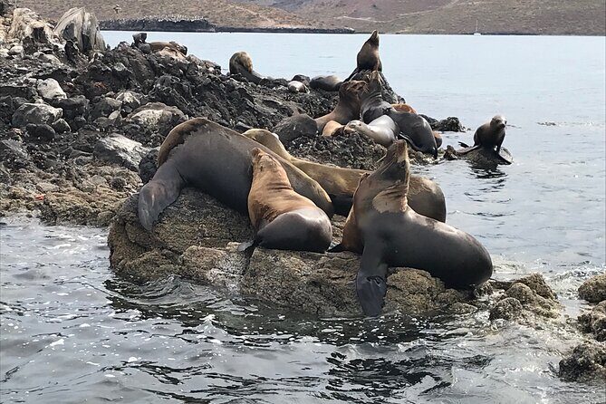 #1 Snorkel La Paz Mexico All Iconic Sites at Once private trip - What Do Travelers Say?