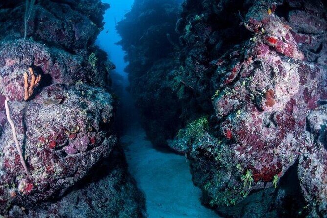 1 Tank Dive for certified divers - Introduction: Why This Tour Might Be Just Right for You