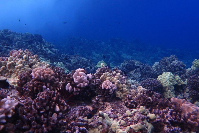 1 Tank Shore Dive at Sea Turtle Cove - Introduction: An Underwater Adventure You Can Count On