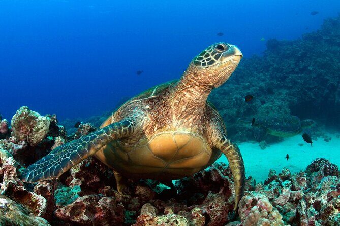 1 Tank Shore Dive at Sea Turtle Cove - Why This Tour Offers Great Value