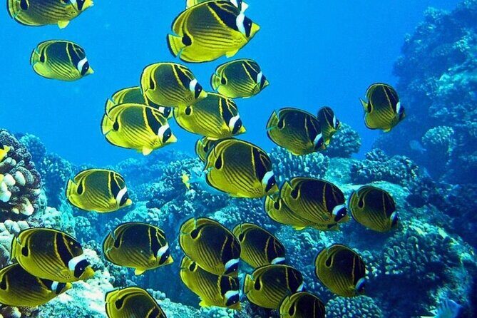 1 Tank Shore Dive at Sea Turtle Cove - The Marine Environment: What Makes It Special