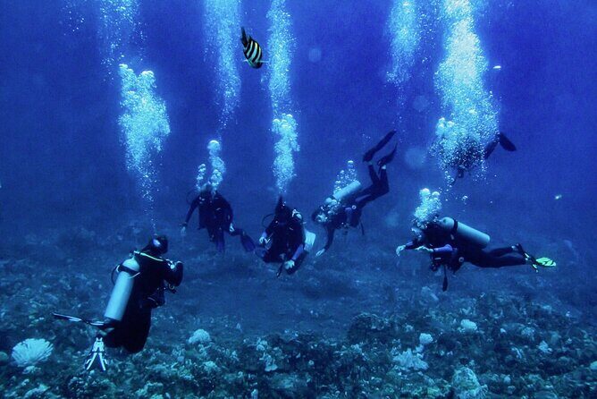 1 Tank Shore Dive at Sea Turtle Cove - FAQs about the Sea Turtle Cove Shore Dive