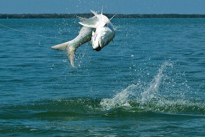 #1 Top Rated - Calm Water Inshore Fishing Charter In Your Area - An In-Depth Look at the Sarasota Inshore Fishing Tour