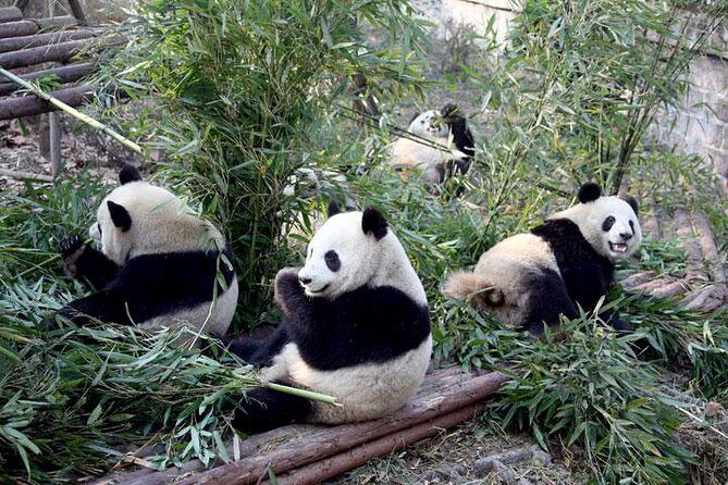 10-Day China Tour to Beijing, Xian, Chengdu and Shanghai - What Makes This Tour Stand Out?