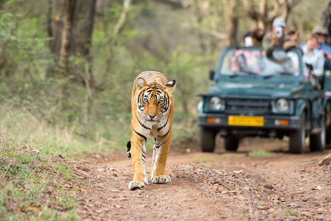 10 Day Colorful Rajasthan Tour with Taj Mahal and Wildlife - Exploring the Itinerary in Detail