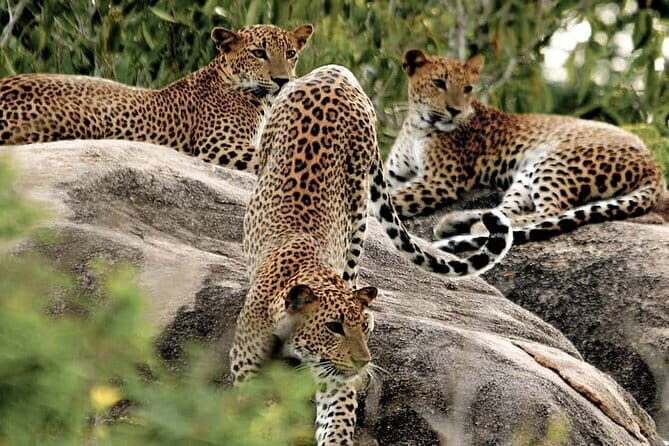 10 Days/ 9 Nights - Heritage Wildlife and Waves in Sri Lanka - What the Reviews Say
