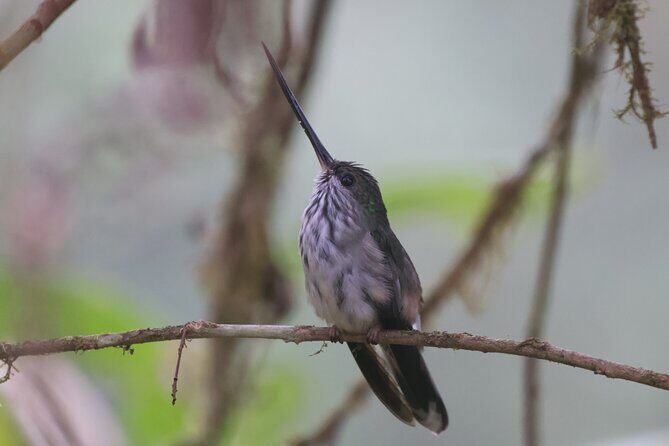 10 Days Birding Photo tour from Andes to Amazon of Ecuador - Day 1-2: From Cloud Forests to Biodiversity Hotspots