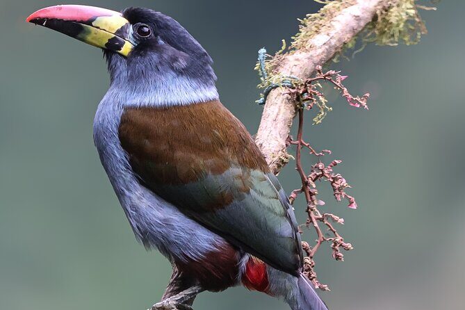 10 Days Birding Photo tour from Andes to Amazon of Ecuador - Day 3-4: Lowland to Highland Transitions