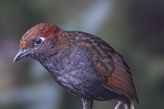 10 Days Birding Photo tour from Andes to Amazon of Ecuador - Day 11: Wrap-up at the Airport