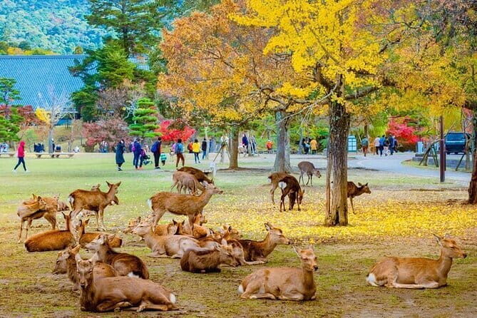 10 Hour Private Customizable Tour to Kyoto from Osaka - A Closer Look at the 10-Hour Kyoto Tour