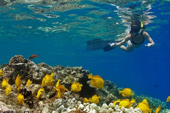 10 Passenger Max Customizable Private Charter - An In-Depth Look at the Private Big Island Marine Tour