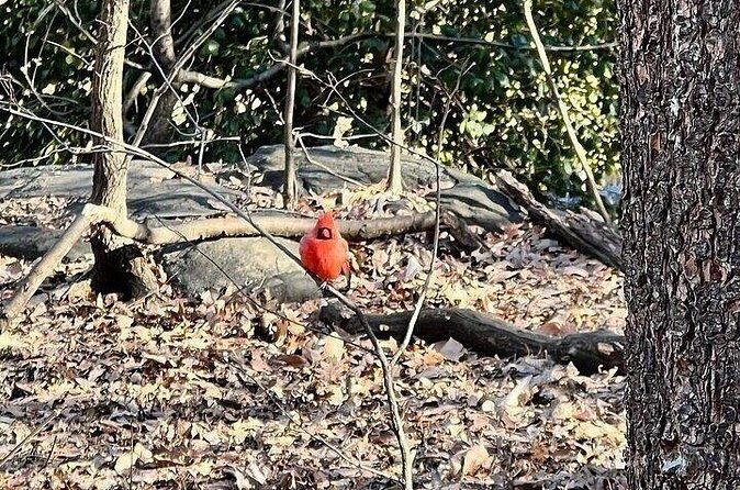 10+ stops Central Park Pedicab Tour Customizable Landmarks - FAQs