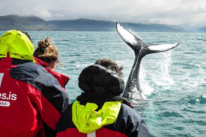 100% Whale Watching - Analyzing the Value: Is It Worth the Price?