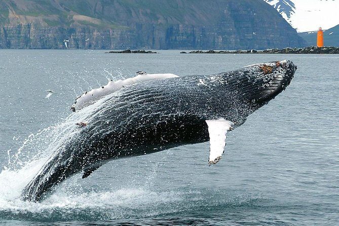 100% Whale Watching - Authentic Experiences and Hidden Gems