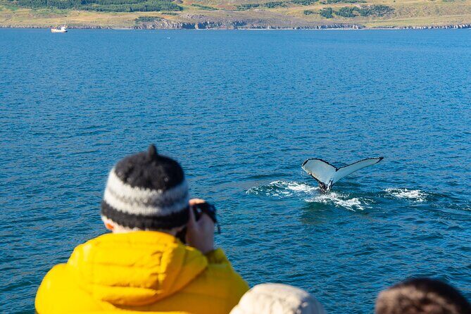 100% Whale Watching - Practical Tips for Travelers
