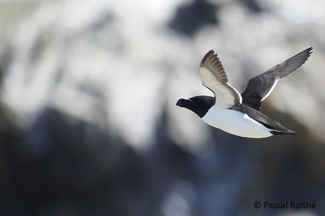 1000 Little Penguins Cruise - A Detailed Look at the Experience