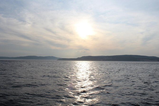 1000 Little Penguins Cruise - FAQ