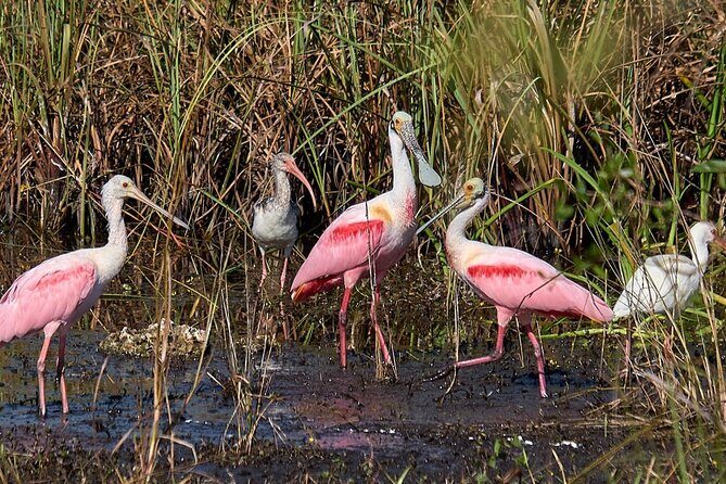 10,000 Islands Boat Tour + Naturalist Led Walk in the Everglades! - Final Thoughts