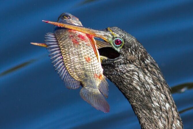 10,000 Islands Boat Tour + Naturalist Led Walk in the Everglades! - FAQ