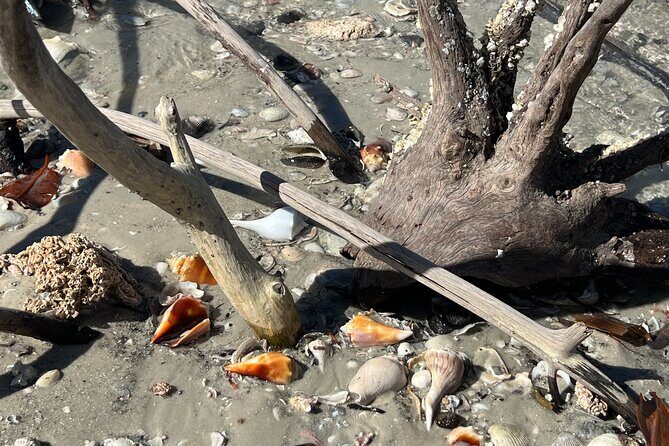 10,000 Islands Shelling Trip Marco Island FL - Who Is This Tour Best For?