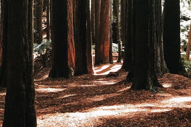 12 Apostles, Otways & Great Ocean Road Day Tour - Small Group - The Bottom Line