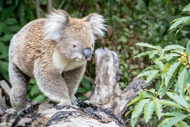 12 Apostles,Great Ocean Road Tour - hotel PICKUP & free entries - Who Should Consider This Tour?
