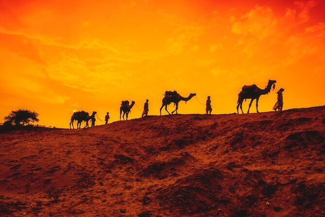 12 Day Classic Rajasthan Tour - Taj Mahal Tigers Lakes & Wildlife - What We Loved About This Tour