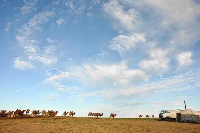 12 Days Gobi Desert and Express Mongolia - Practical Insights and Value