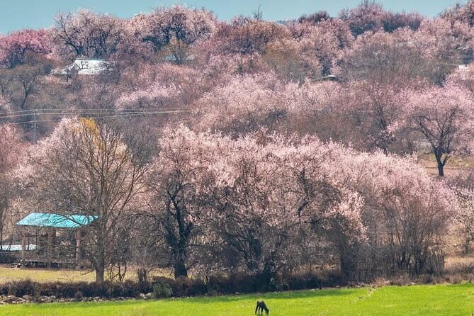 13 Day Nyingchi Peach Blossom Festival Tour - Who This Tour is Best For