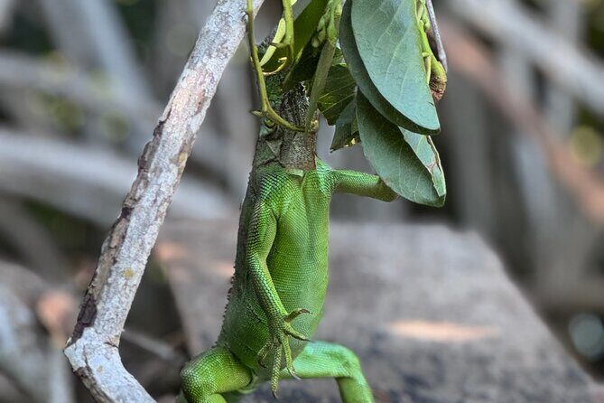 14 Day Beach Paradise Tour in Puerto Escondido Mexico - Who Should Consider This Tour?