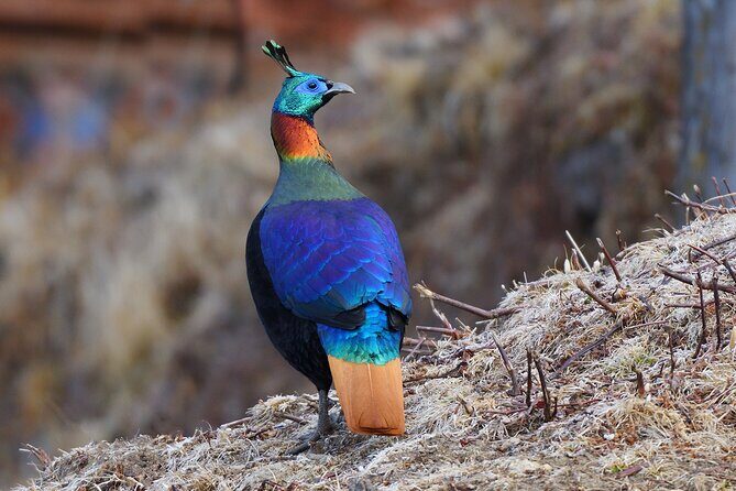 15-Day Bird Watching and Cultural Tour in Bhutan - Key Points