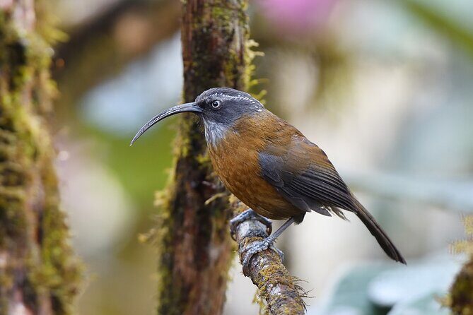15-Day Bird Watching and Cultural Tour in Bhutan - The Value of This Tour