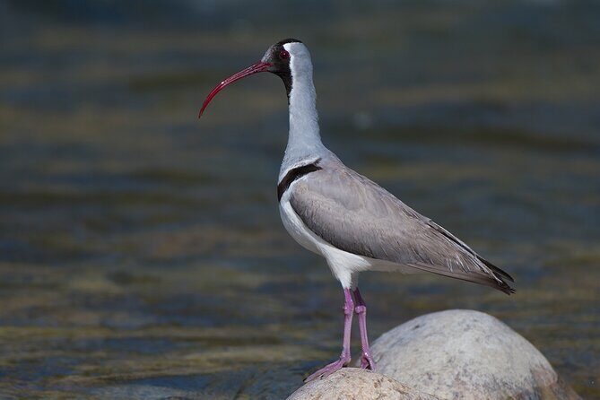 15-Day Bird Watching and Cultural Tour in Bhutan - Why This Tour Works for You
