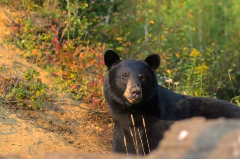 15 min. Tadoussac : Black Bear Observation with Expert Guide - Introduction: A Unique Chance to Spot Black Bears Near Tadoussac