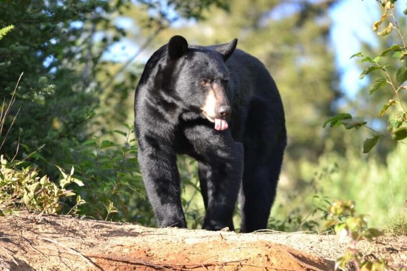 15 min. Tadoussac : Black Bear Observation with Expert Guide - Key Points
