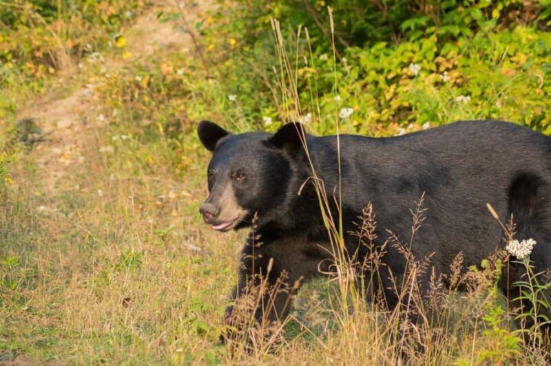 15 min. Tadoussac : Black Bear Observation with Expert Guide - What the Reviews Say