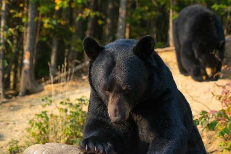 15 min. Tadoussac : Black Bear Observation with Expert Guide - The Value of the Experience