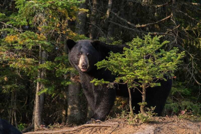 15 min. Tadoussac : Black Bear Observation with Expert Guide - FAQ