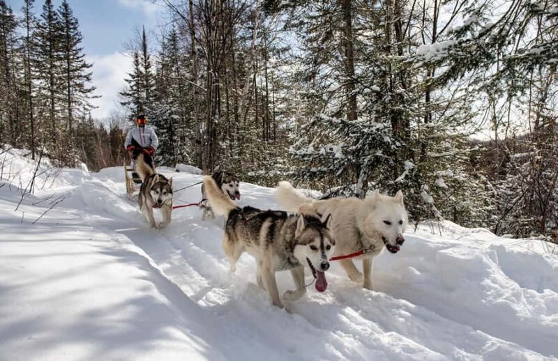 15 min. Tadoussac : Dog Sled Excursion in Saguenay Fjord - Tips for Making the Most of Your Sled Dog Adventure