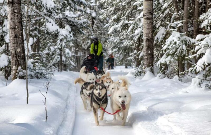 15 min. Tadoussac : Dog Sled Excursion in Saguenay Fjord - The Sum Up: Who Should Book This Experience?