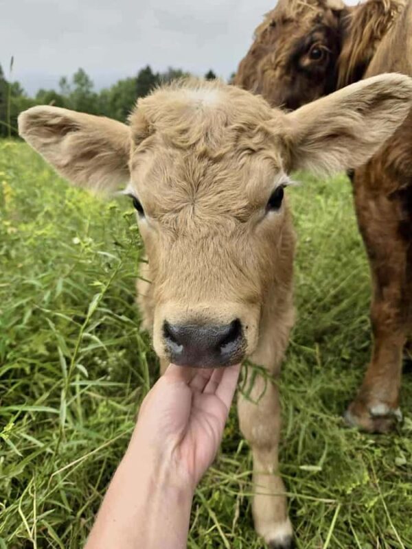 15 min. Tadoussac: Free visit to the animal shelter and farm - A Genuine Look at the Tadoussac Animal Shelter and Farm Visit
