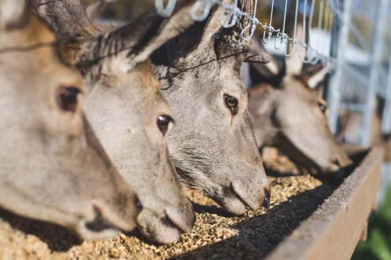 15 min. Tadoussac: Free visit to the animal shelter and farm - Who Will Love This Experience?