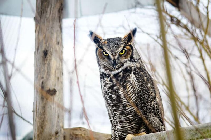 15 min. Tadoussac: Free visit to the animal shelter and farm - FAQ